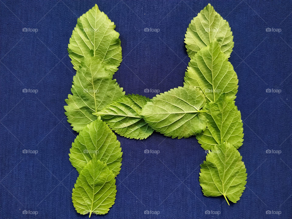 Letter H alphabet made with mulberry Tree Green leaf over blue background