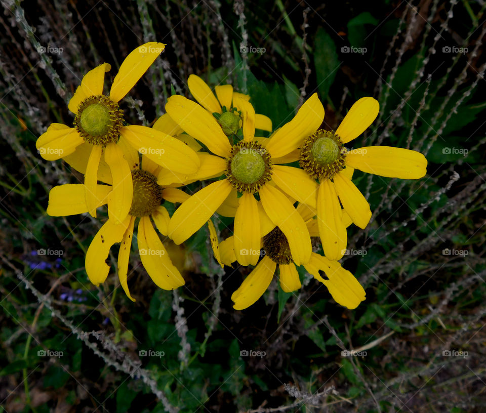 Yellow is my favorite color and it matches my disposition: cheerful and fun to be with, creative, critical of myself, and a perfectionist! Yellow is the best color to create enthusiasm for life and can awaken greater confidence and optimism! I love a challenge, particularly a mental challenge! 
