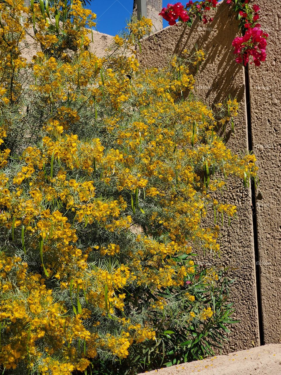 Flowering Shrubs by a Wall