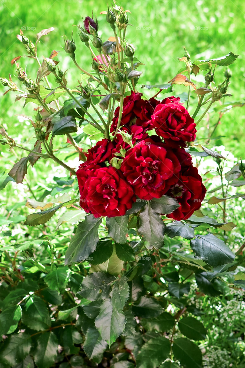 red roses