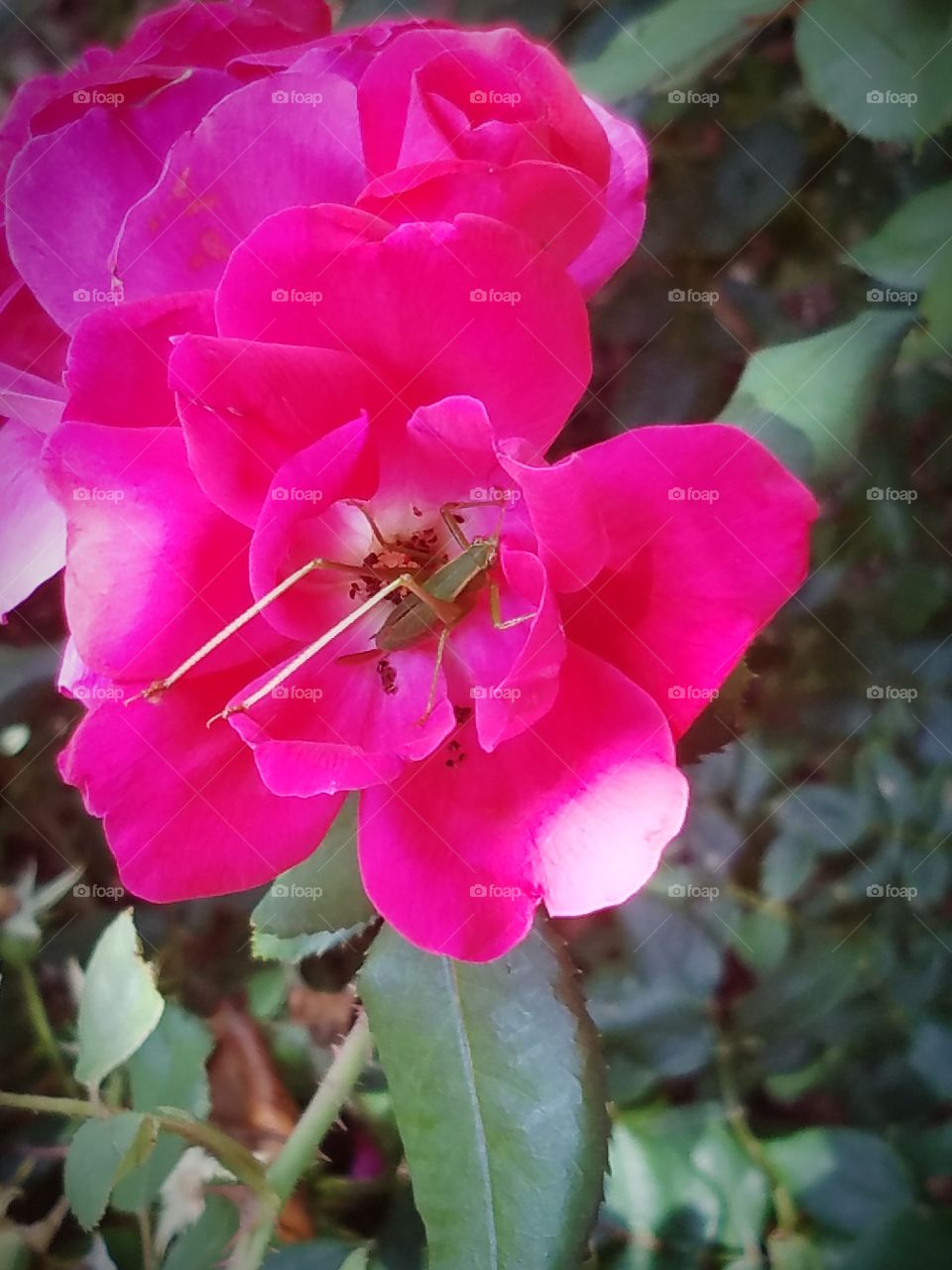 A grasshopper hanging out in a flowe.
