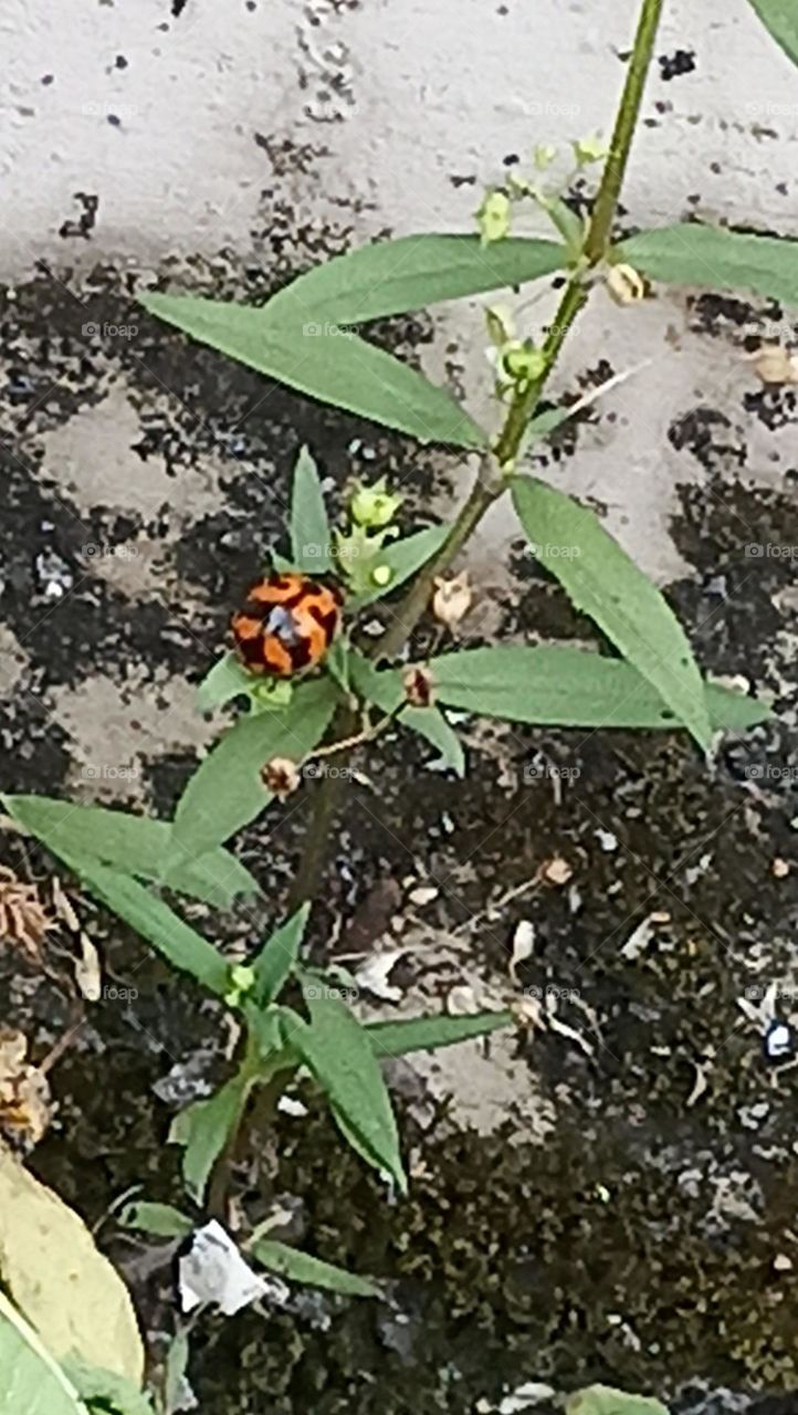 tiny insect with a red body and black spots on it. lady Bird it is called. very rare to see. very cute and small🤏🤏🤏 in size come in the category of beetal.