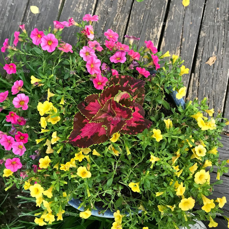 Some beautiful flowers growing in my grandmother's garden.