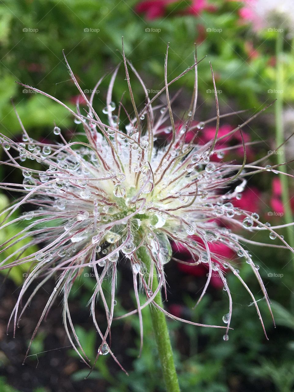 Raindrops on a wild flower 