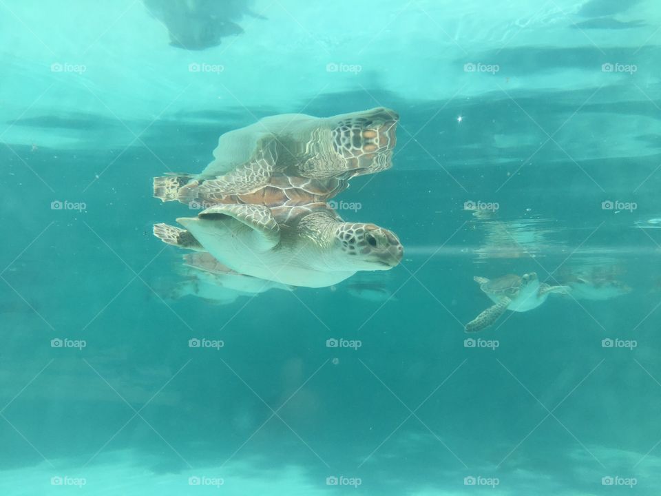 Underwater, Water, Swimming, Fish, Ocean