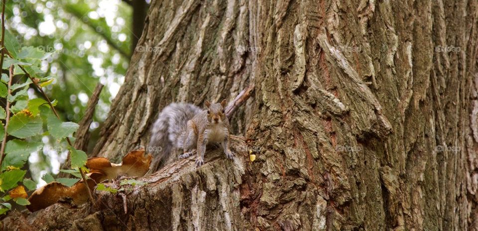 animal squirrel cute nature by ndia