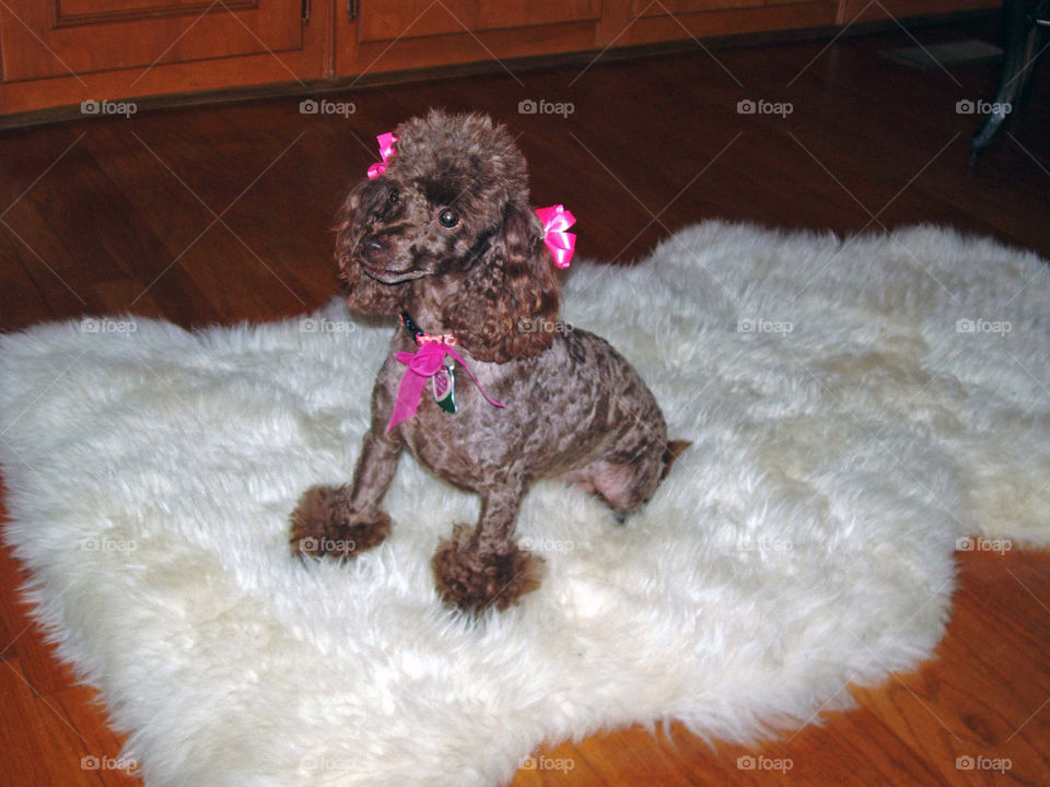 dog chocolate poodle by trvldeb07