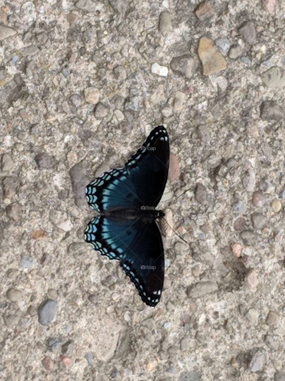 A Butterfly Friend
