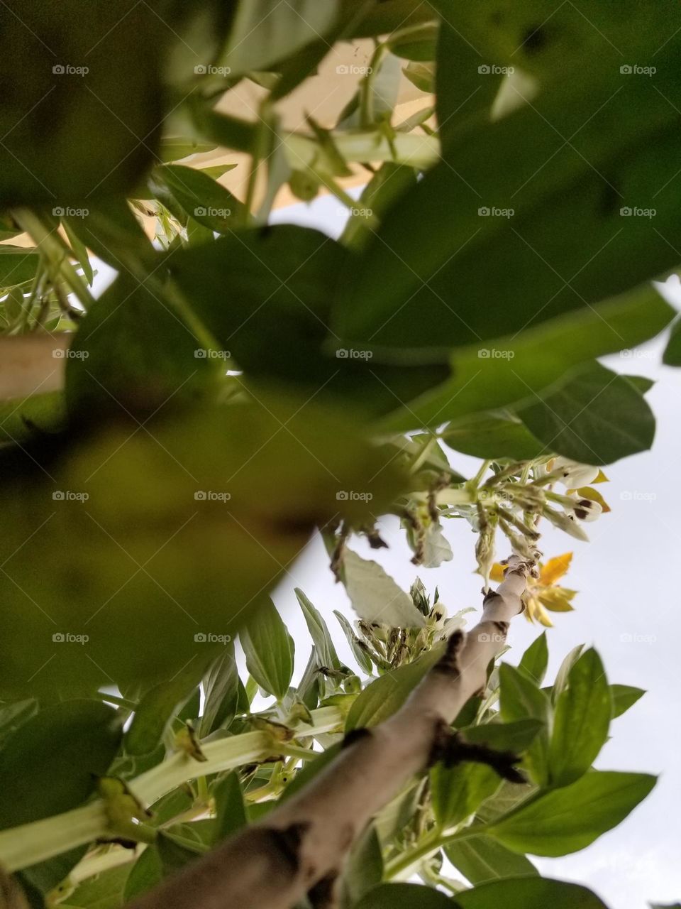 How much this photo ?