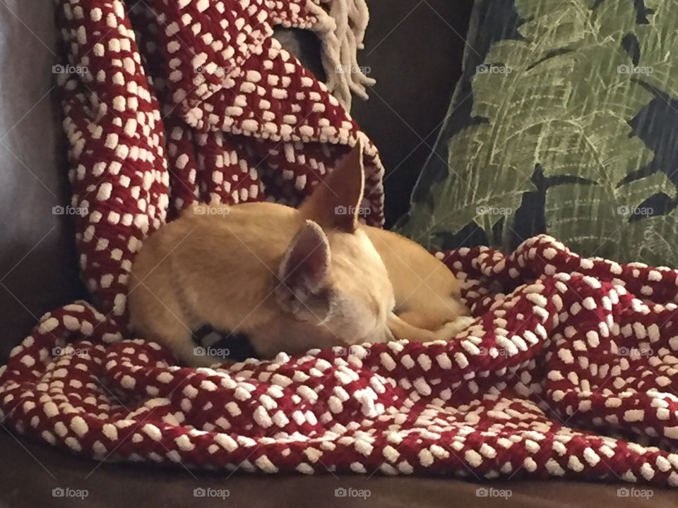 Chihuahua napping