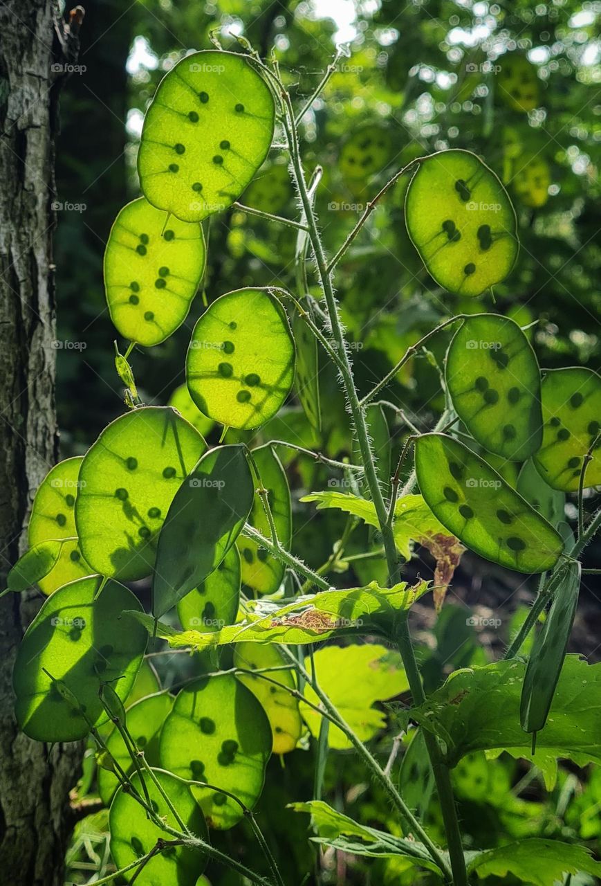 Seeds become visible in the sunshine