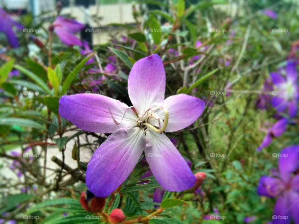 Purple flower