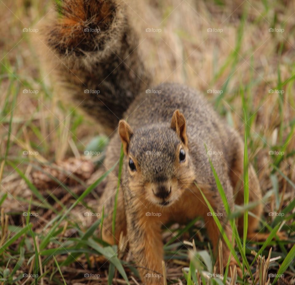 Adorable squirrel 4