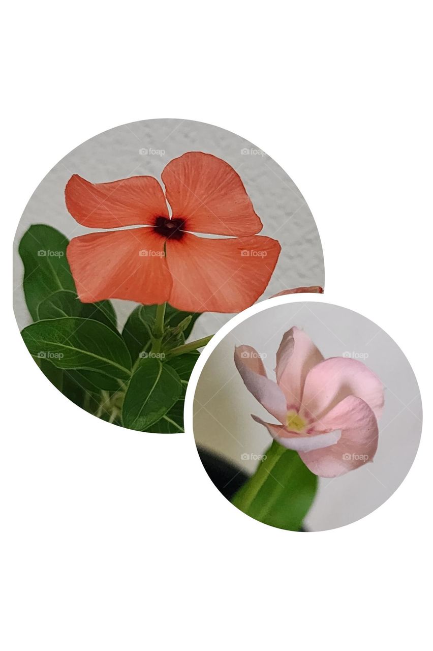 Double trouble petals