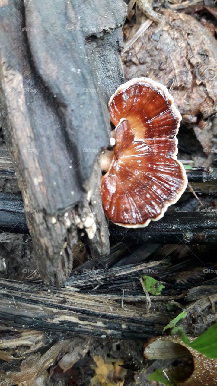 Mushroom, Fungus light brown colour on wood log.