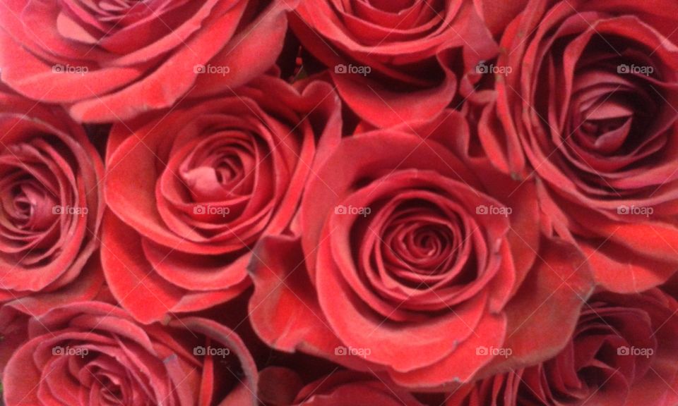 roses of red