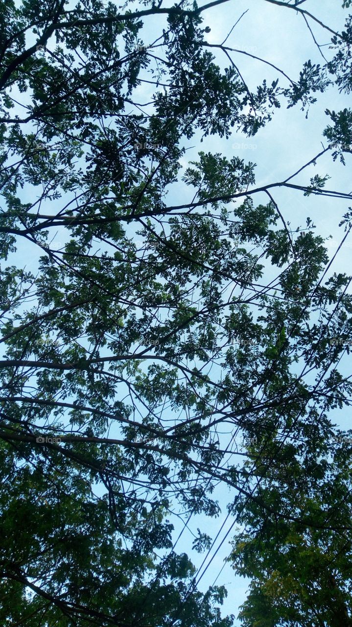 leaf nature backing sky