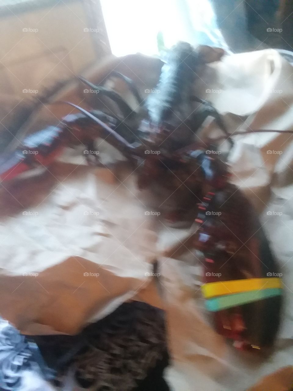 lobster