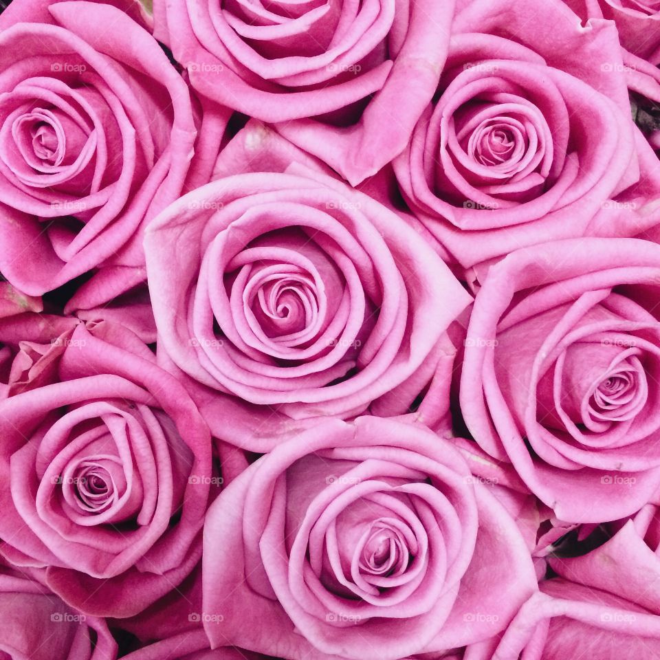 Full frame shot of pink roses