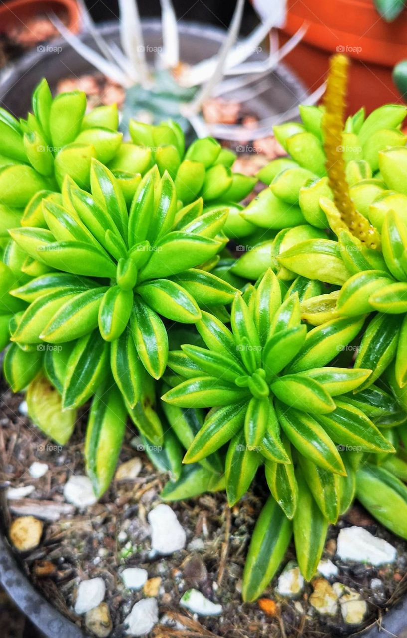 🌿 plants everywhere