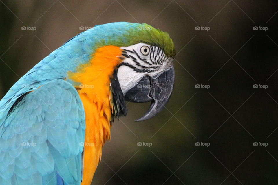 parrot