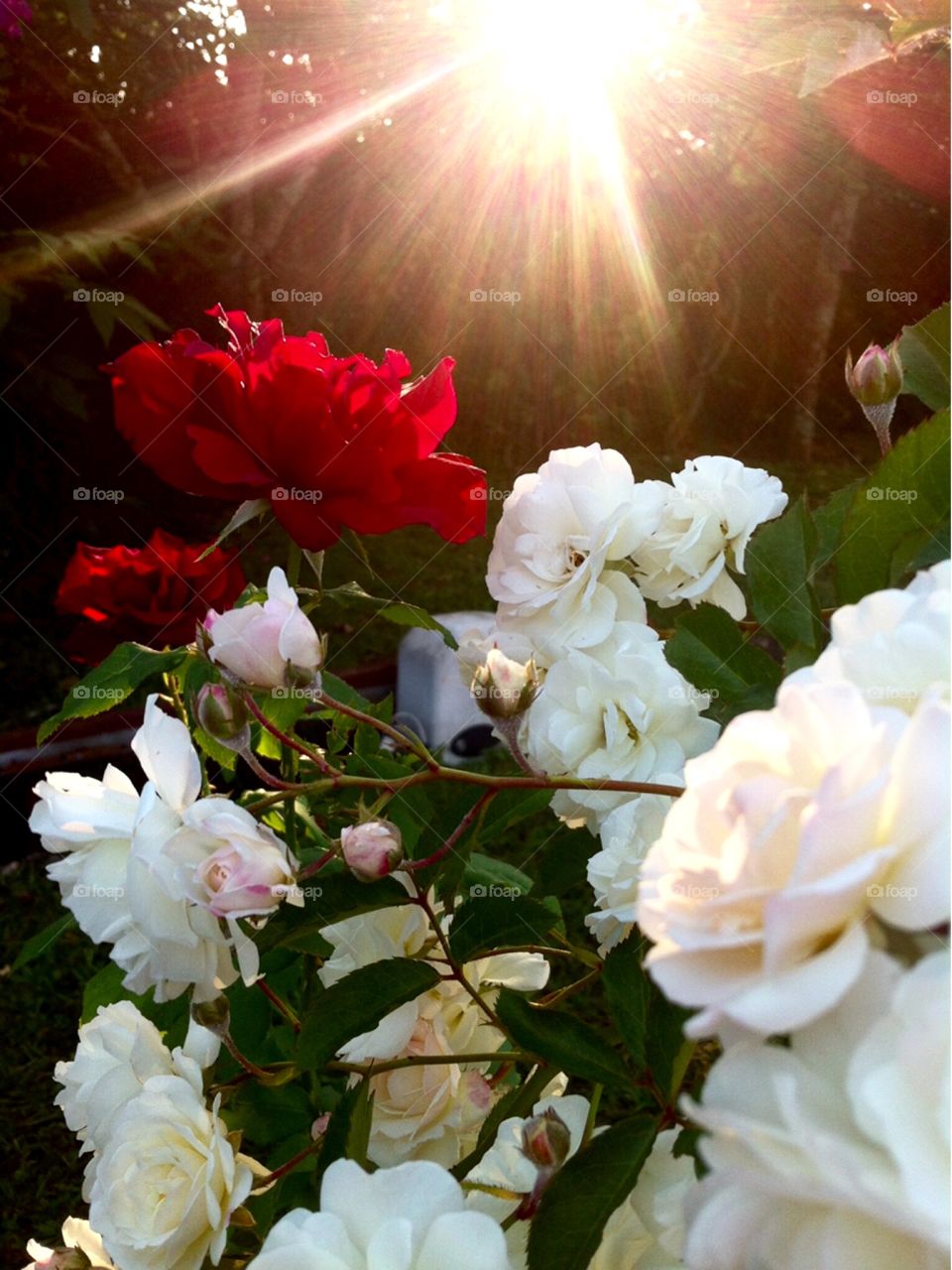 FOAP MISSIONS - 🇺🇸 The sun's rays illuminating the flowers! May the glow of light inspire our daily lives. / 🇧🇷 Os raios do sol iluminando as flores! Que o brilho da luz inspire nossa vida cotidianamente. 