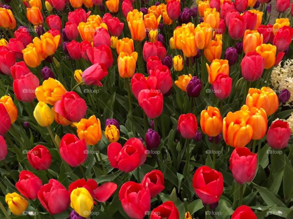 Tulips field in Indiana park 