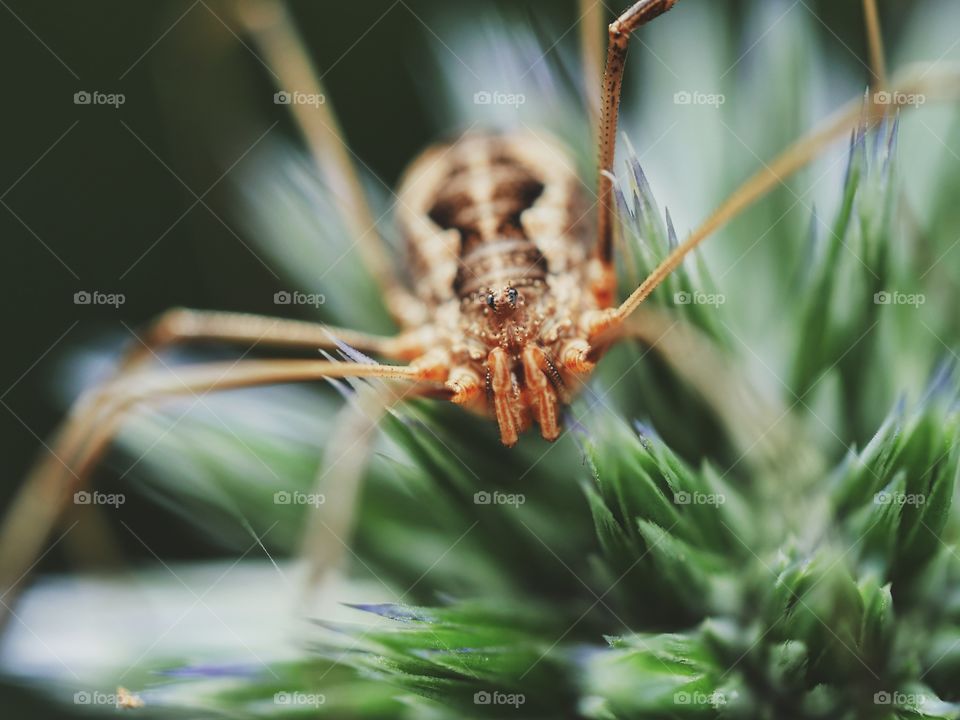 Spider waiting  for prey on globe thistle