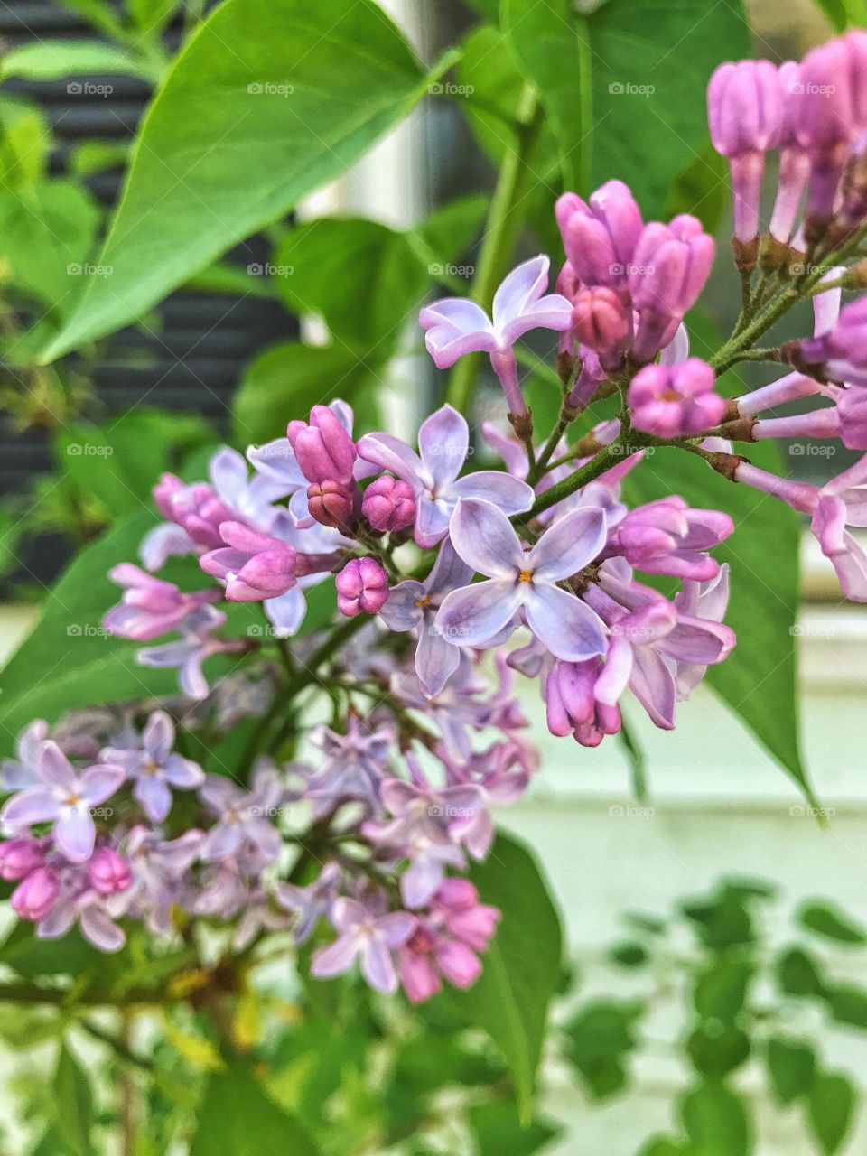 Close-up of pink flowers