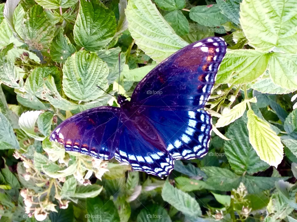 butterfly