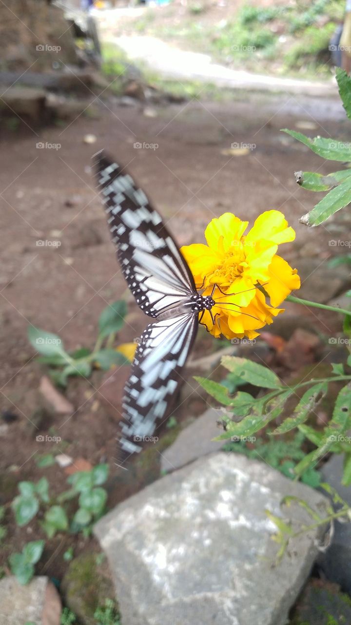Beautiful butterfly is sucking nectar