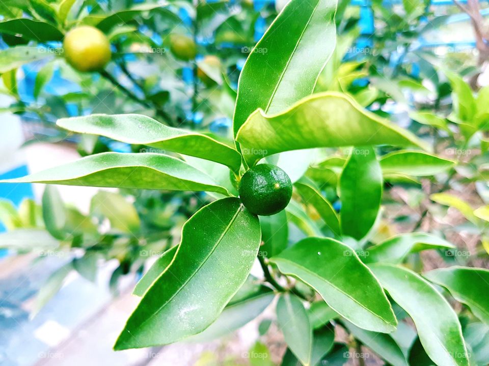 my little orange tree with first fruits