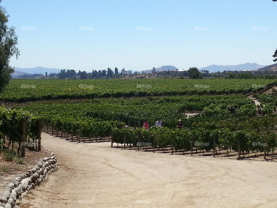 Vinícula Concha y Toro Chile 