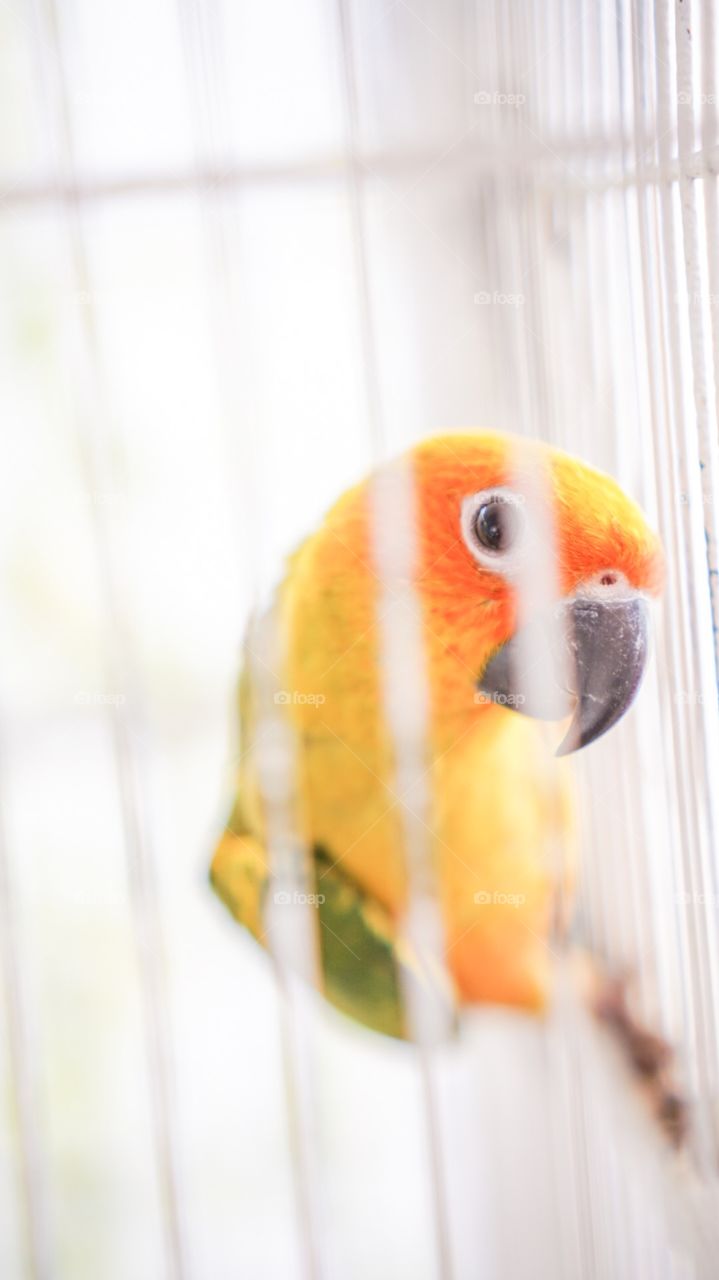 Yellow and Orange Parrot Bird in Cage