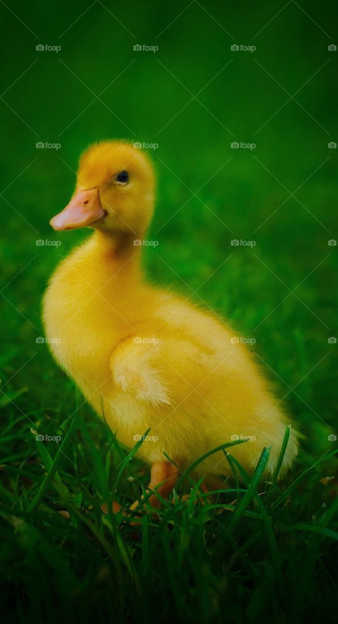duckling