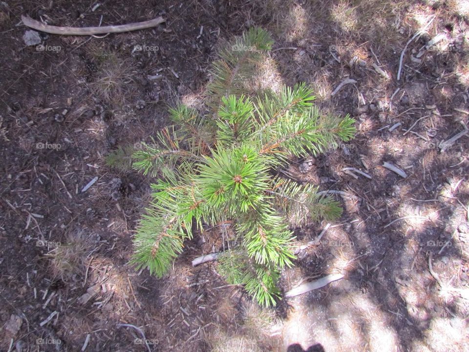 Above a Tree