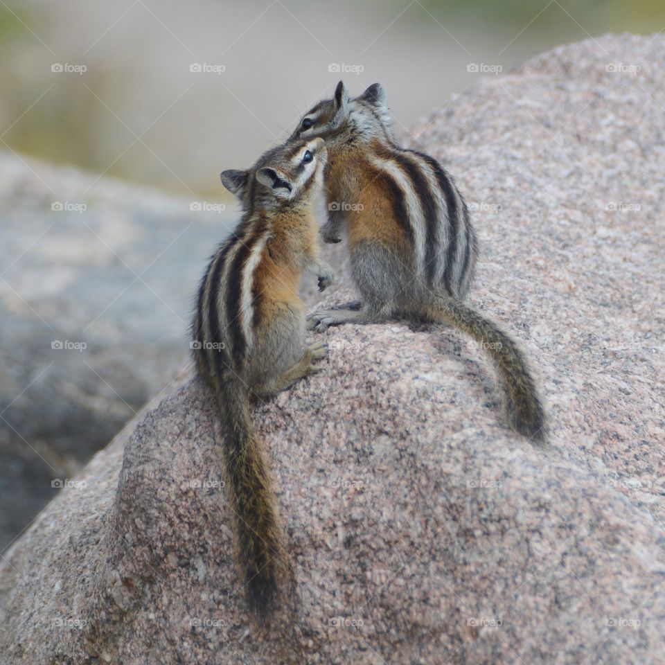 Chipmunk conversations 