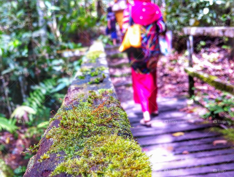 Mossy pathway