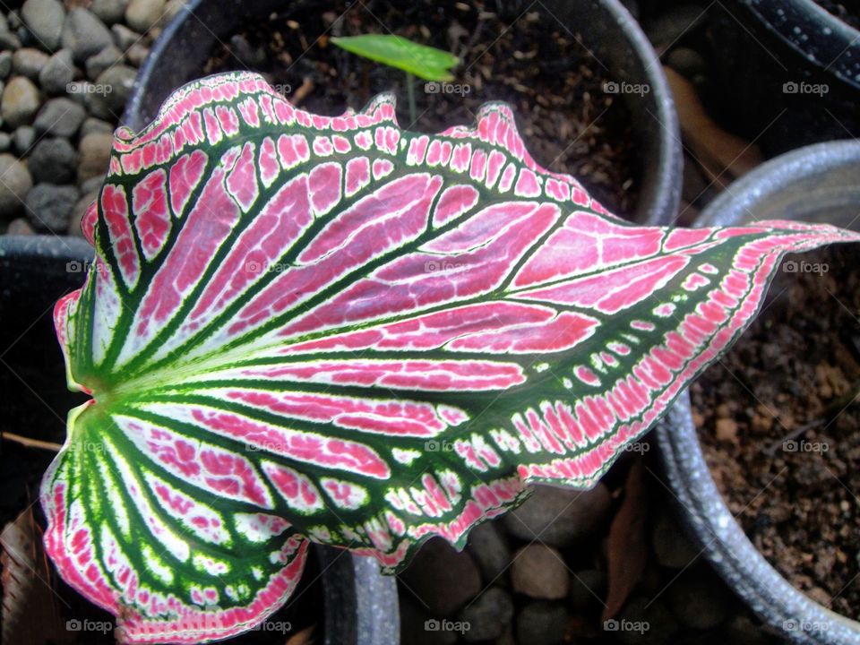 daun merah garis hijau