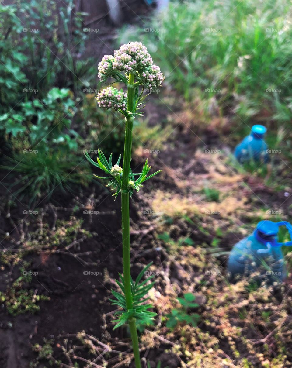 Growing plants in the garden