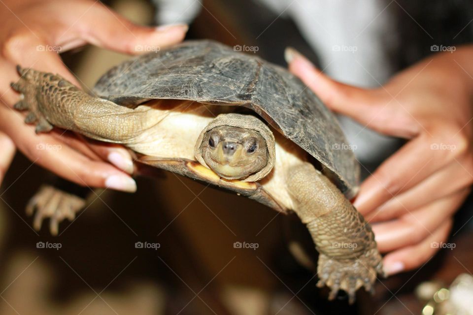 watch the turtle, save the turtle