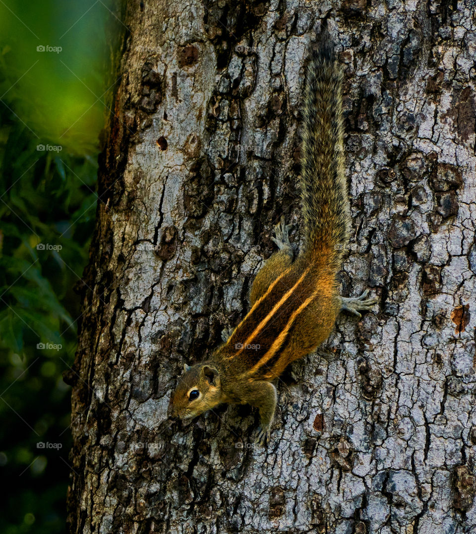 Animal photography  - squirrel