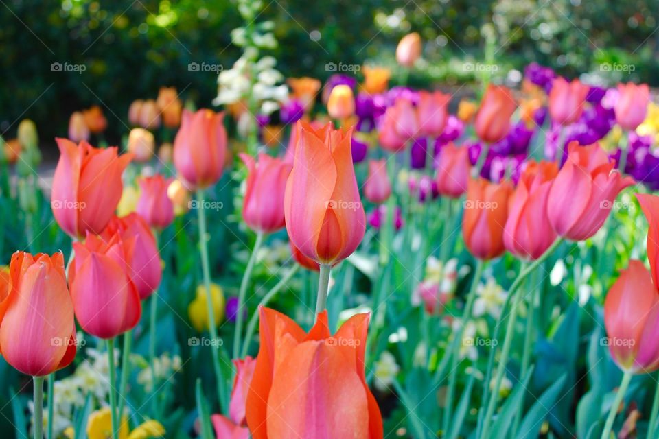 Close-up of tulip flowers