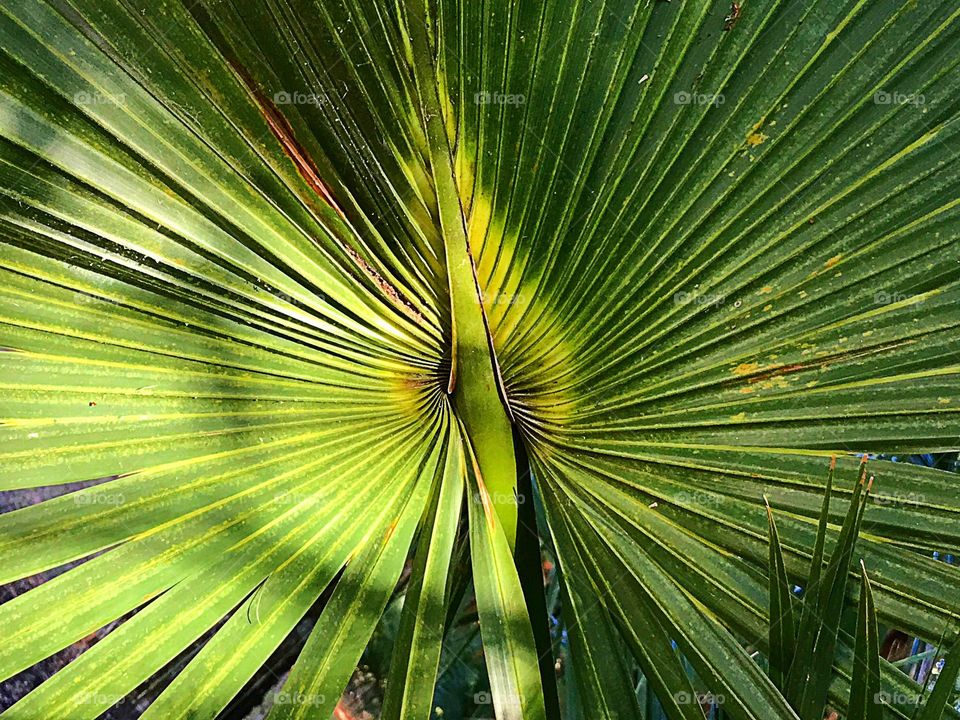 Sunlit palm frond.