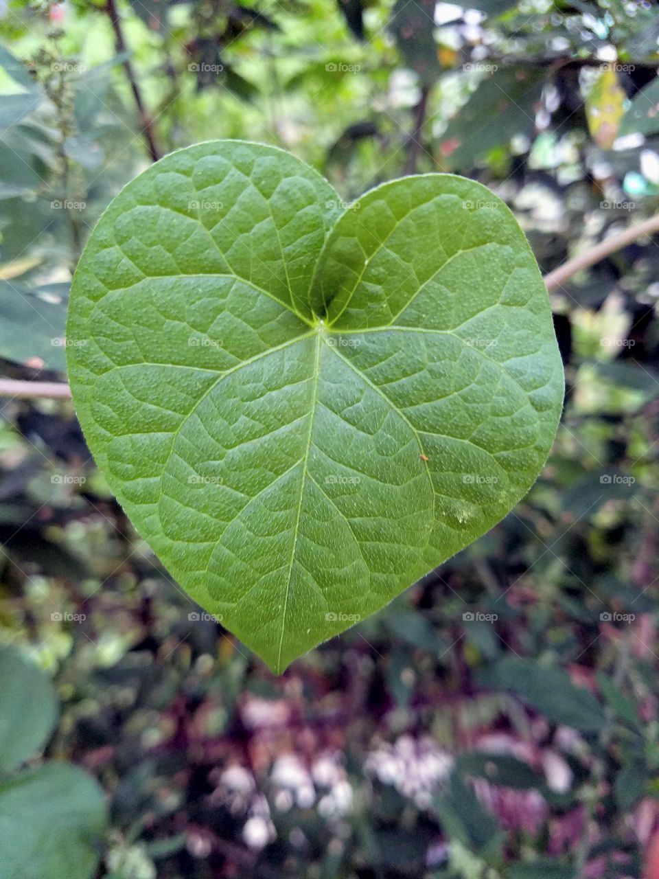 Heart leaf, morning glory