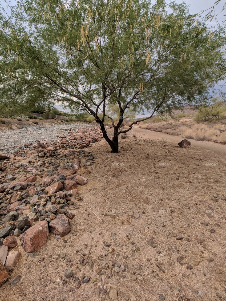 tree by the wash