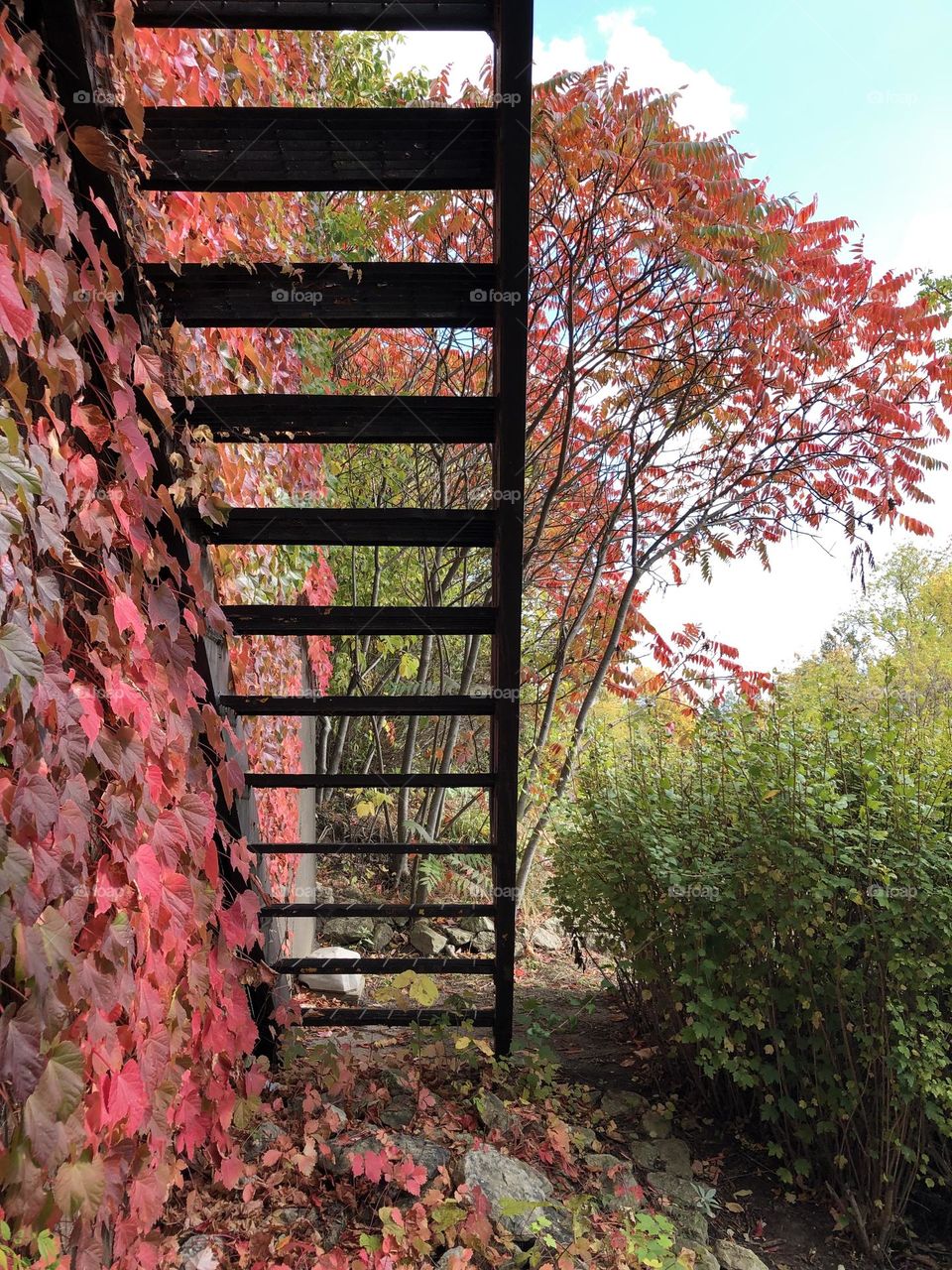 Ivy on building colour changing in autumn , nottawasaga inn, alliston Ontario  