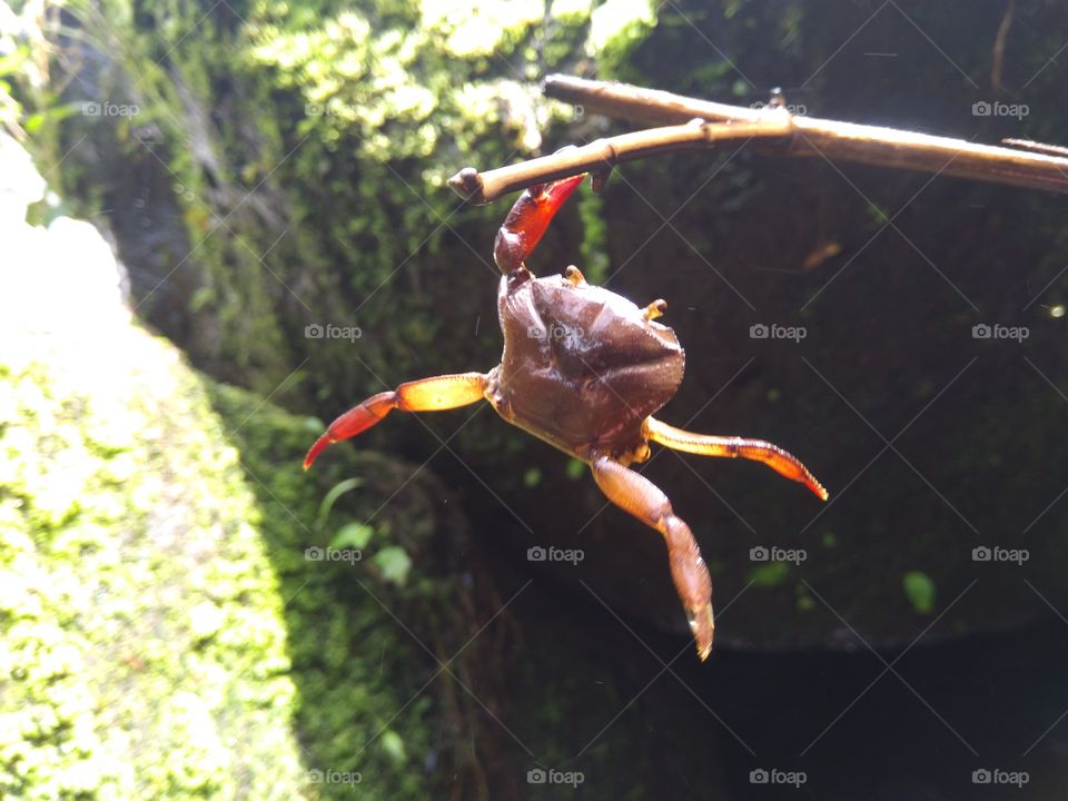 wild crab