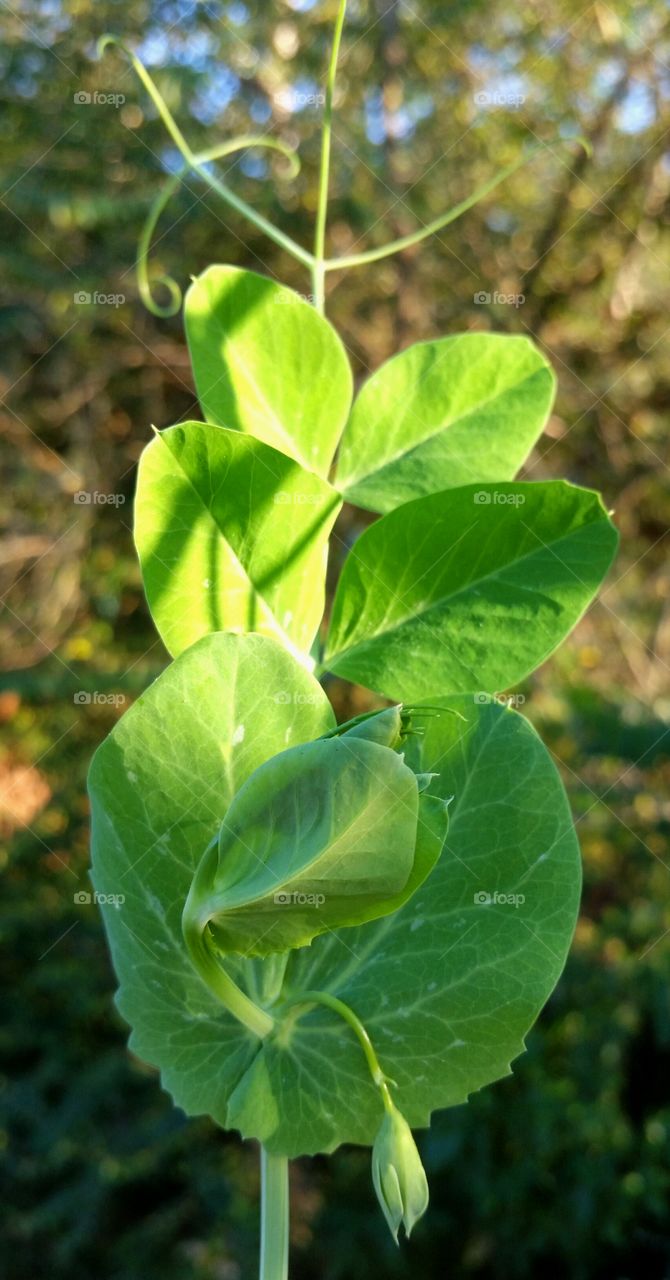 snow pea vine