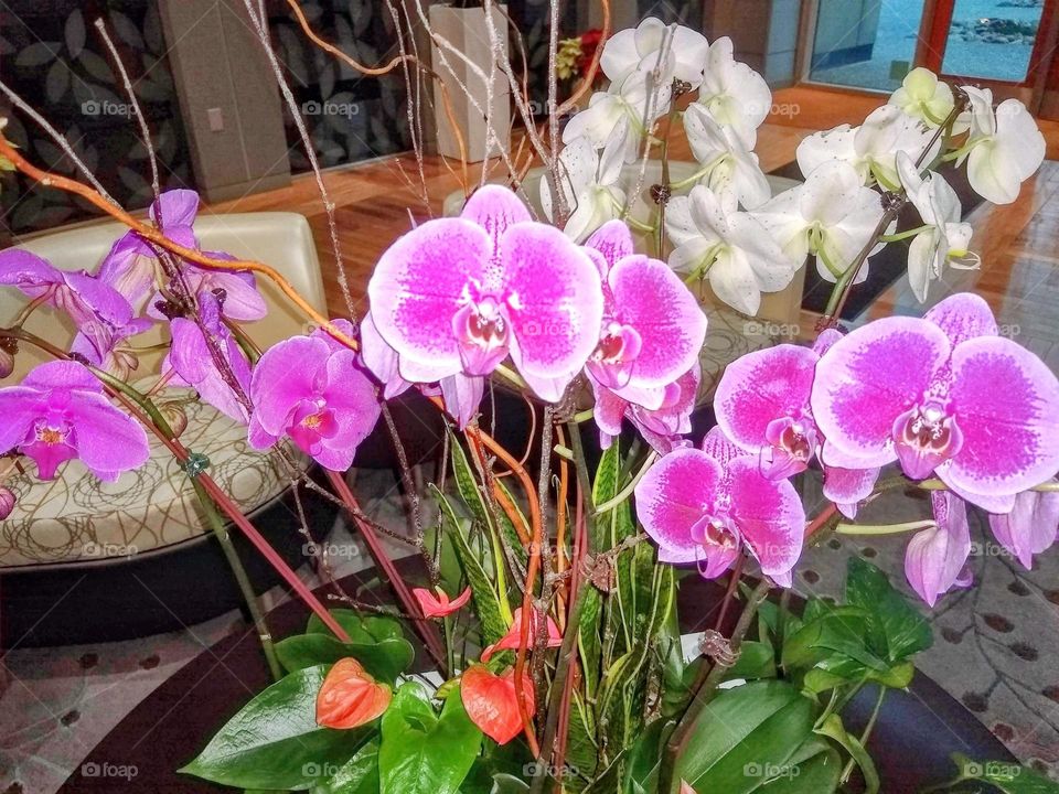 Ornamental Orchids